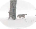 free-range dog near the tot lot in Riverside Park along the Mohawk River – Schenectady NY – 8 AM –&nbsp;25Feb2011