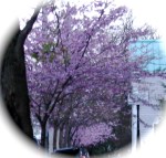 cherry blossoms near sunset in front of 36 Washington Ave. – Schenectady Stockade –&nbsp;26Apr2011