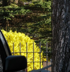 forsythia bush in rear yard of 10 Front St. - Schenectady NY Stockade - 26Mar2012