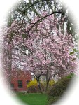 magnolia tree in yard of 142 Front St. – Schenectady NY Stockade –&nbsp;29Apr2011