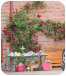 flowering rose vine at 6 Front St. in the Schenectady Stockade – Sidewalk Sale –&nbsp;8Jun2013