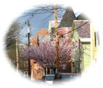 cherry blossoms on Front St. east of Lawrence Circle – Schenectady Stocakde –&nbsp;27April2011