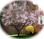 blossoming magnolia tree and forsythia bush on the lawn of the YWCA – 44 Washington Ave. Schenectady NY –&nbsp;28April2011