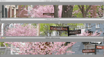 views of 2011 cherry blossoms on Washington Ave. in the Schenectady Stockade sized to fit the Stockade Association&nbsp;masthead