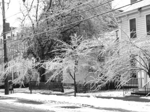 ice blossoms on Washington Ave.
