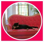 famous housecat lounging at 234 Union St. – 2013 Stockade Walkabout –&nbsp;28Sep2013