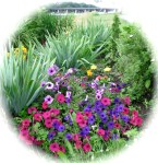 petunias in Riverside Park along the Mohawk River – Schenectady NY –&nbsp;13Jun2011
