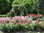 rose beds in the Schenectady NY Central Park Rose Garden –&nbsp;20June2011