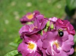 a bee and purple roses in Schenectady’s Central Park Rose Garnden –&nbsp;20June2011