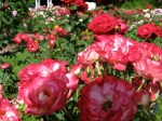 red-white roses in the Schenectady NY Central Park Rose Garden –&nbsp;20Jun2011