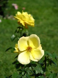 yellow rose in Schenectady's Central Park Rose Garden - 20Jun2011