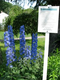 rules for using the Schenectady NY Central Park Rose Garden - 20June2011