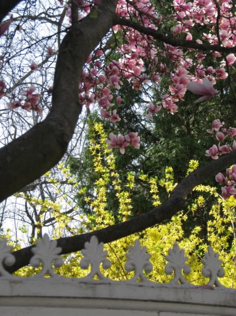magnolias09-26frontDetail