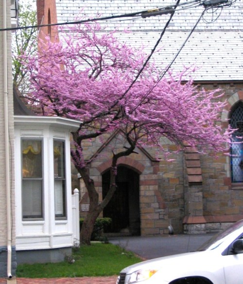 - red bud tree at First Reform Church, May 1, 2008 -
