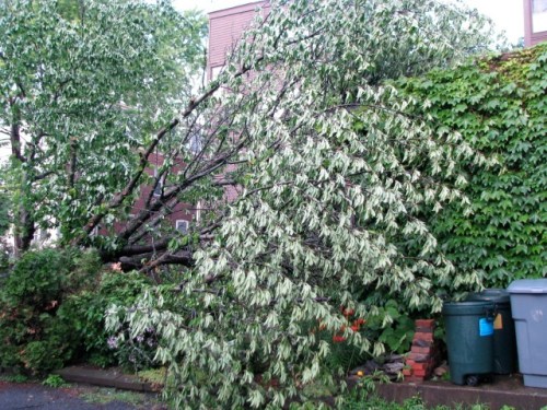 fallen Cherry Tree caressing Garage 15June2009