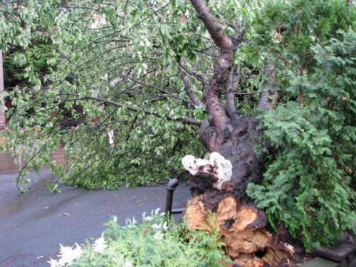 Cherry Tree down with fungus 15June2009