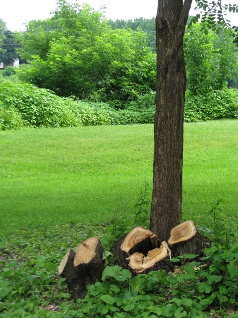 Linden Down- stumps - 1 Cucumber Alley - 21June09