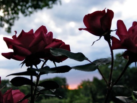 Roses at Sunset #2 - 1 Cucumber Alley 14June2009