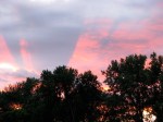 Solstice Sunset – treetops from Washington Ave.&nbsp;deadend