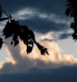 Sunset - branch and clouds - 14Jun09