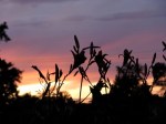 daylily sunset cameo&nbsp;12July09