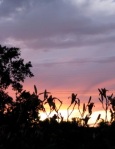 daylily sunset cameo 2