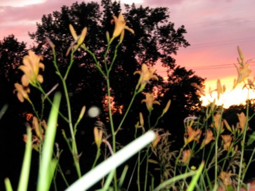daylily sunset with flash - and the Isle of the Cayugas in the background
