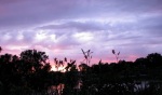daylily sunset panorama cameo