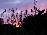 daylily sunset with power&nbsp;towers