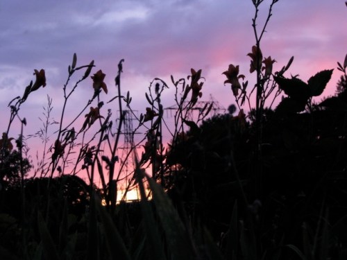 daylily sunset with power towers