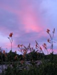daylily sunset eastern view&nbsp;2