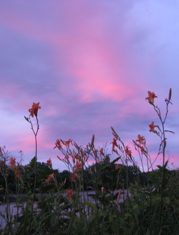 daylily sunset eastern view 2