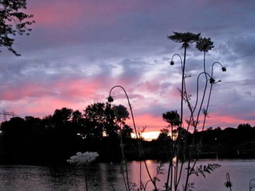 unidentified sunset flowers 12Jul09