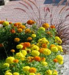 marigolds along the path leading to the Central Park RoseGarden&nbsp;03Aug09