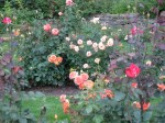 Rose Garden miscellanea – 03Aug09 – Schenectady,&nbsp;NY