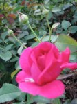 Schenectady Rose Garden – pink rose with buds&nbsp;03Aug09