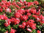 red display – Schenectady Rose Garden display&nbsp;03Aug09