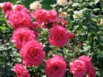 RoseGarden 3Aug09 – sunny pink&nbsp;roses
