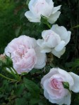 RoseGarden 03Aug09 touch of pink white&nbsp;roses