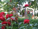 red roses near the Yuan sculpture in Schenectady Rose Garden&nbsp;03Aug09