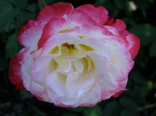 Old English Rose in Schenectady Central Park Rose Garden - 3Jul2009