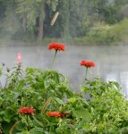 mist and Isle of the Cayugas behind Riverside Park flowers – 8 AM&nbsp;21Sep09