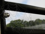 dewy spider web with fog lifted – Riverside Park esplanade railing – 8:30 AM&nbsp;21Sep09