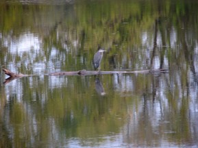 blue heron on the Mohawk along the Schenectady Stockade - 24Oct09