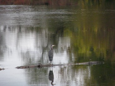 blue heron floats past the rear of 16 Washington Ave., Schenectady Stockade  - 24Oct09