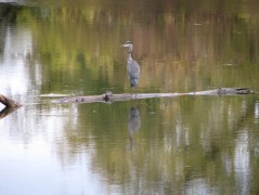 Blue heron contemplating liftoff along the Isle of the Cayugas, Mohawk River -24Oct09