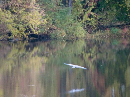 Blue Heron takes off from its branch after floating past Isle of the Cayugas - 24Oct09