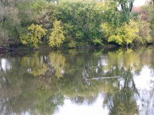 unoccupied branch after the blue heron departs - 24Oct09