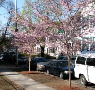 cherry trees in front of "12" Washington Ave., Schenectady -April 2009