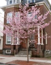 cherry tree in front of 16 Washington Ae., Schenectady - April 2009